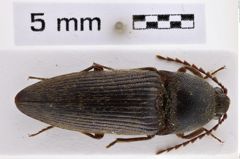 Foto (Dorsalansicht) von Melanotus striatulus (NHMW-ZOO-COL-0007756)